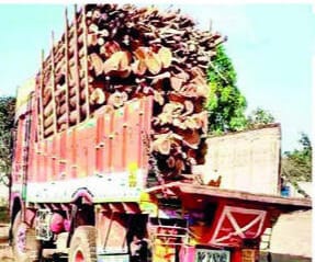 निलगिरीची तस्कारी: नंदगडचा ट्रक चालक, ओलमनीच्या इसमाचा सहभाग