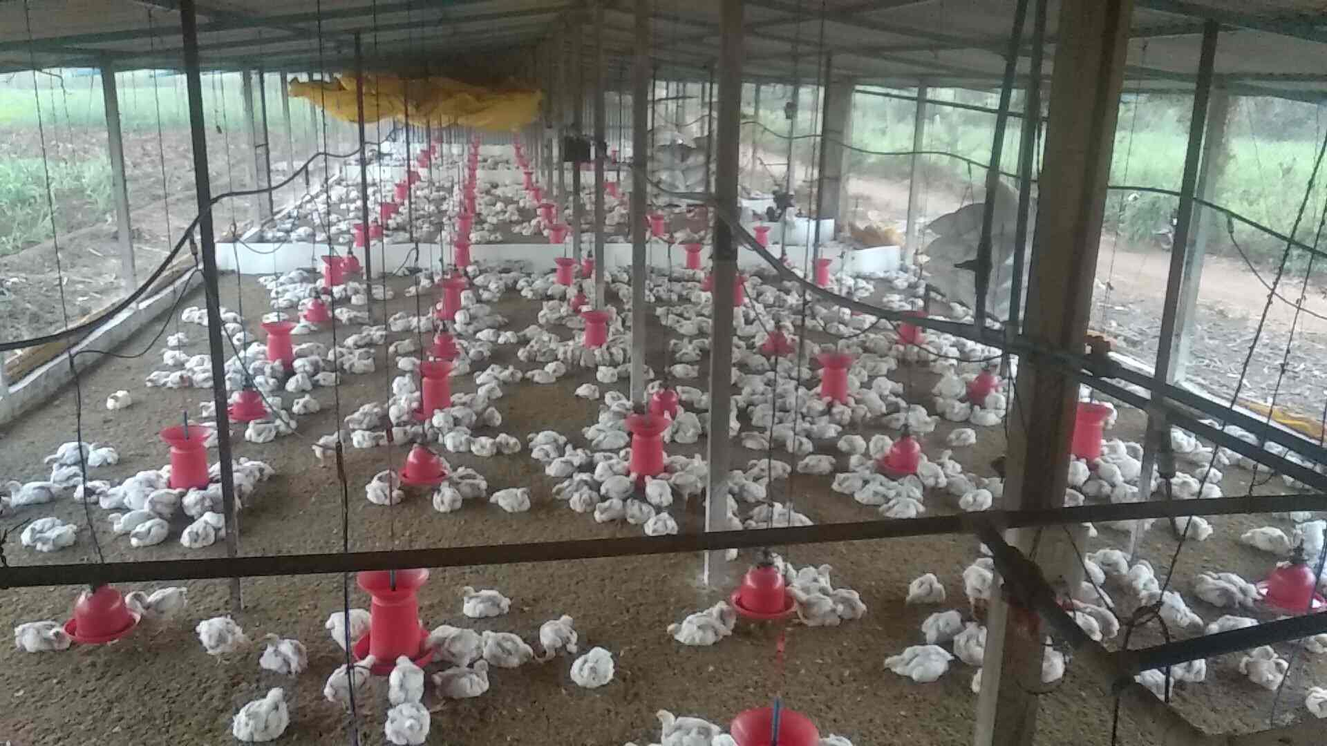 क्वालिटी पोल्ट्रीला अभय का? प्रदूशन महामंडळाला पुळका का?