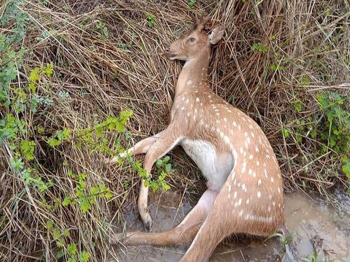 हरिणाची शिकार: नेरसेतील ९ जणांच्या मुसक्या आवळल्या