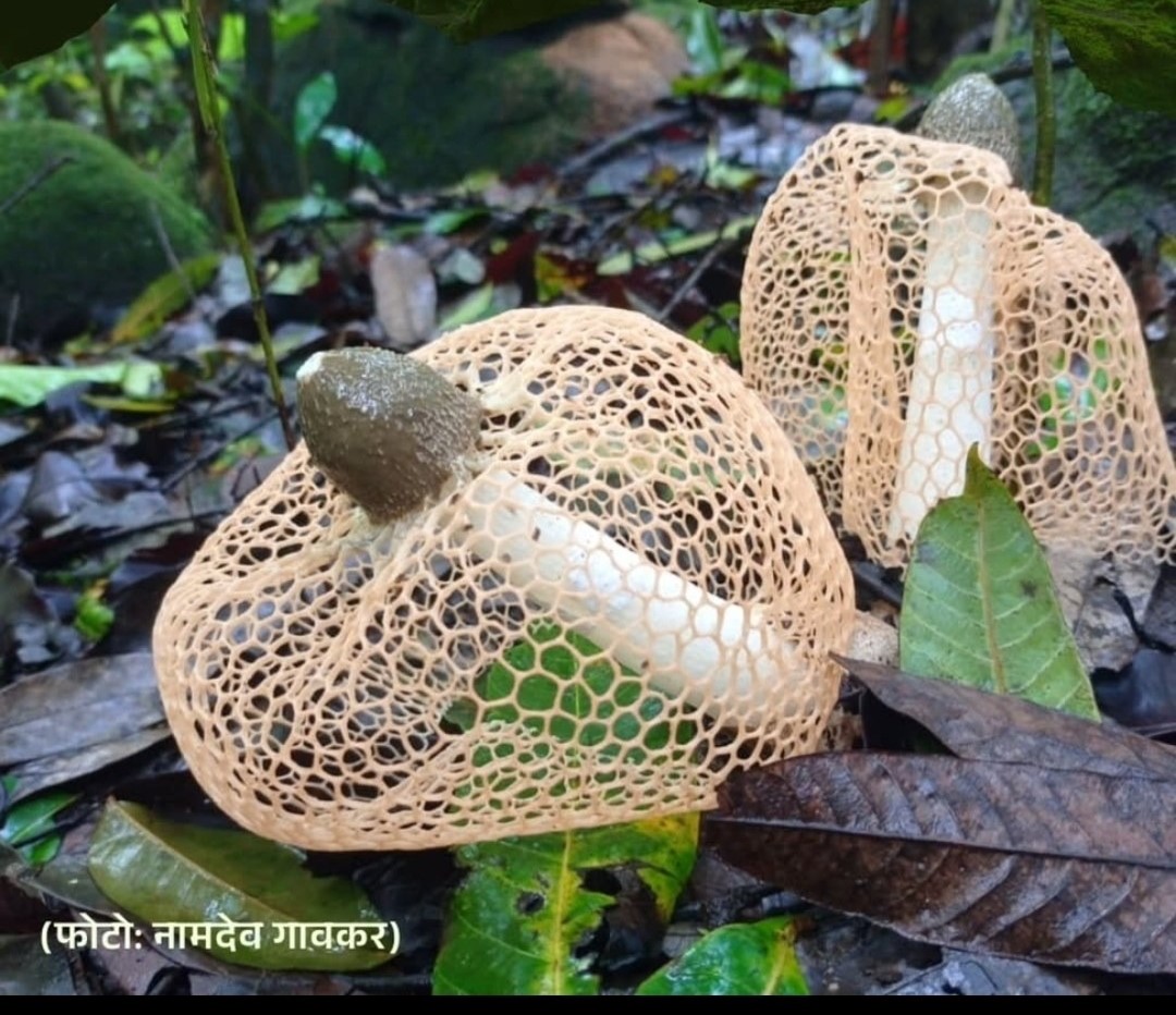 चोर्ला घाटात आढळली ‘व्हील्ड लेडी’ आणि ‘मलबार ट्री-टोड’