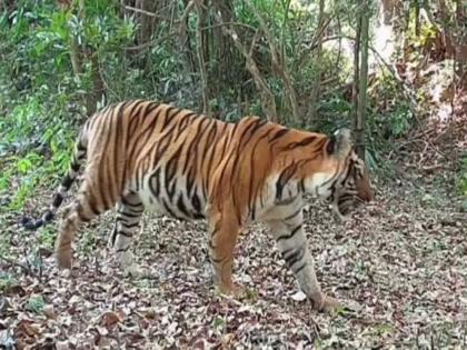 सह्याद्रीच्या ‘वाघीणी’चा म्हादई, भीमगड, काळी अभयारण्यातही वावर