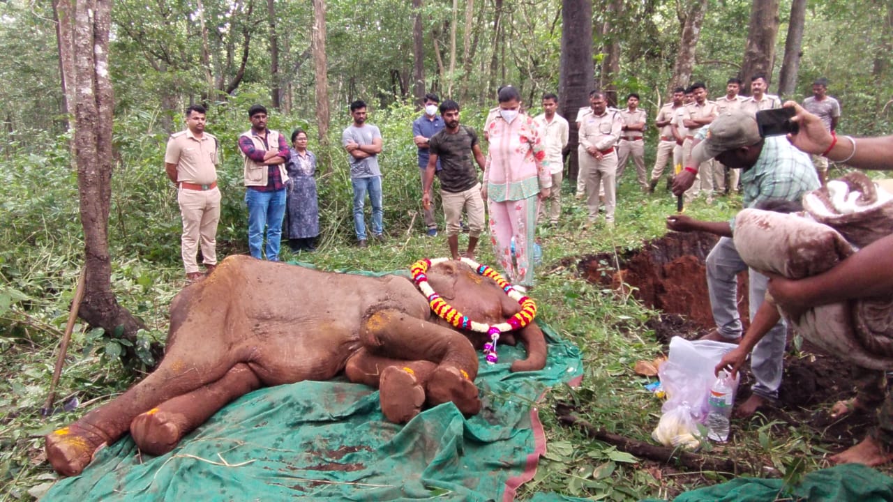 दोन वर्षांच्या ‘गौरी’चा मृत्यू
