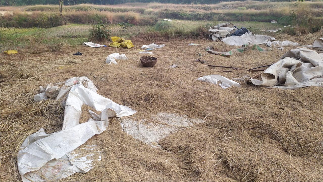 हत्ती संकट खानापूरच्या दिशेने; ‘या’ गावात पोहचले हत्ती..