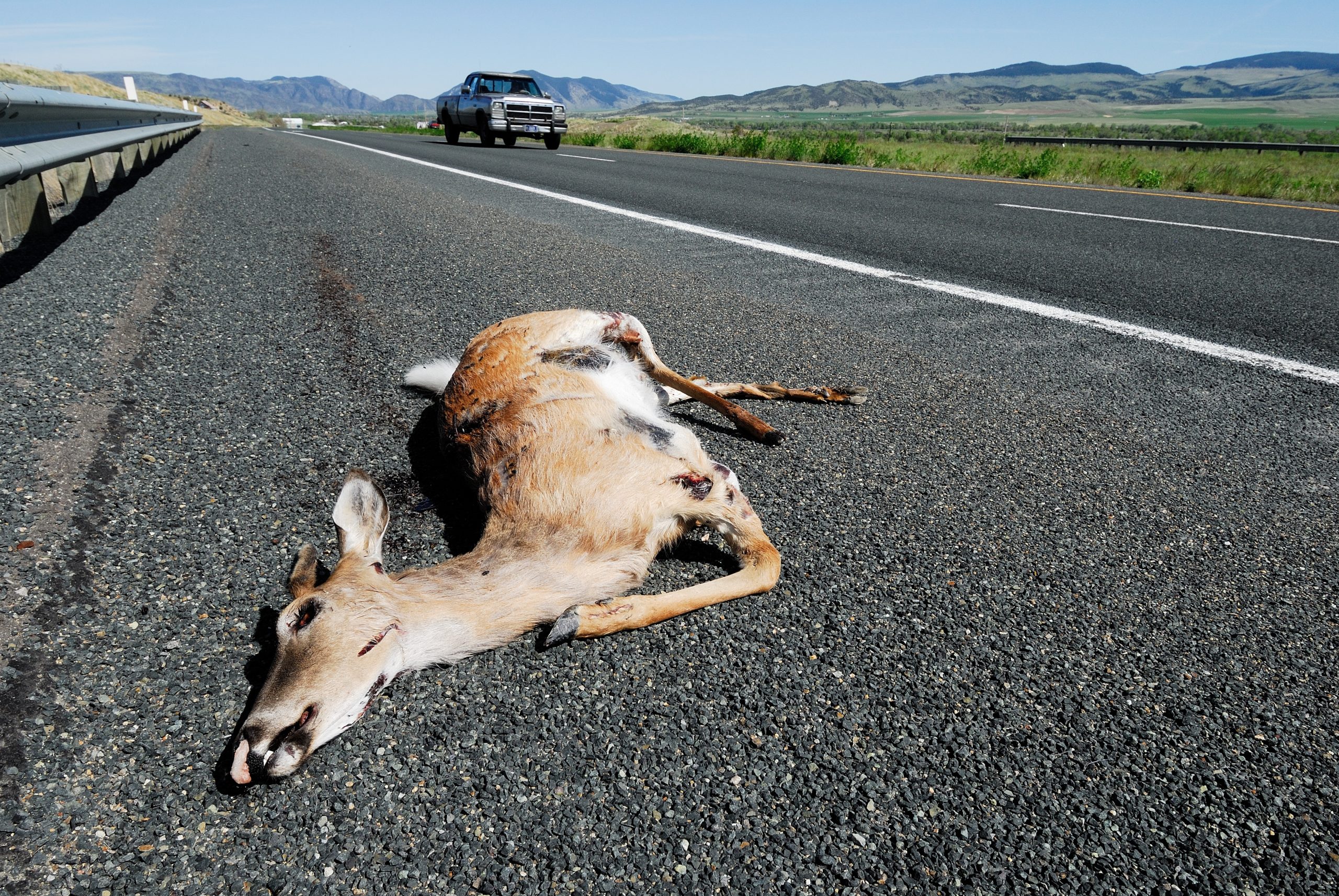 अज्ञात वाहनाच्या धडकेत हरण ठार; खानापूर-लोढा महामार्गावर घटना
